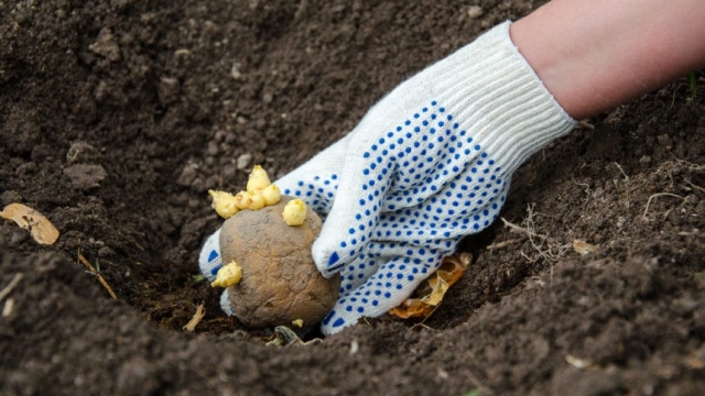 The Art of Growing Tasty Taters: Unveiling the Secrets of Potato Planting