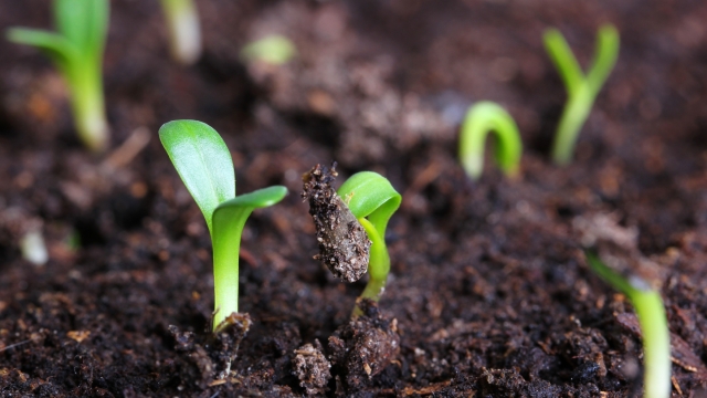 The Secret to Thriving Gardens: Unveiling the Power of Organic Soils