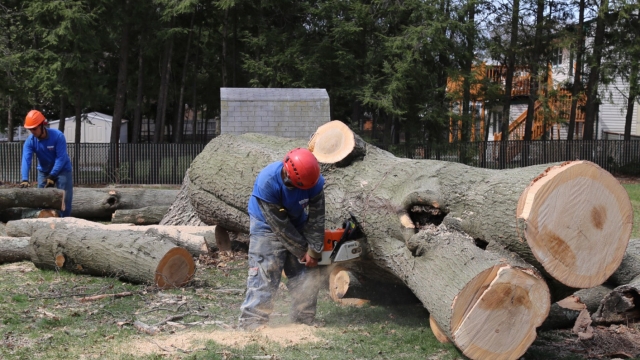 The Art of Tree Care: Revitalizing Landscapes through Pruning and Removal