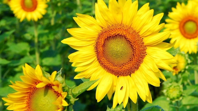 Healthy Garden Hacks: Outsmarting Cabbage Worms & Maximizing Sunflower Harvest