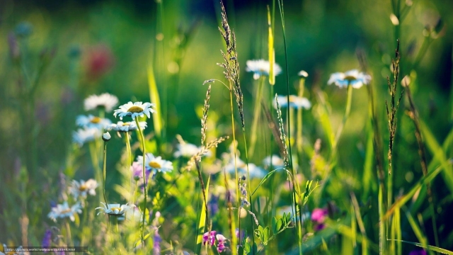 Calendula’s Perfect Plant Partners: A Blooming Harmony in the Garden