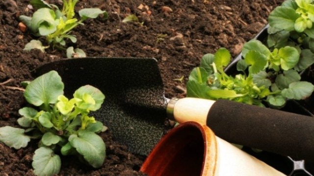 From Soil to Table: Unveiling the Secrets of Organic Gardening