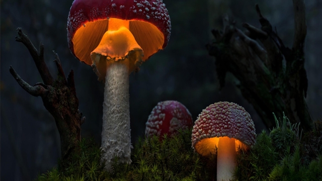 Mushroom Magic: Unveiling the Secrets to Successful Fungal Farming