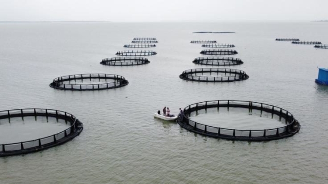 Revolutionizing Our Oceans: The Future of Aquaculture Technology